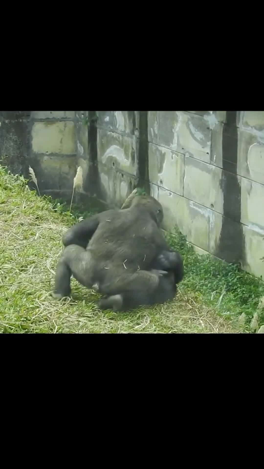 Cover for #gorillababy #funny #fyp #foryou 