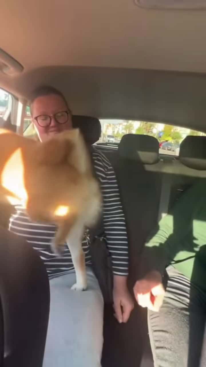 Cover for Funny dog 111 #foryou #dog #fyp #funny #funnyvideo