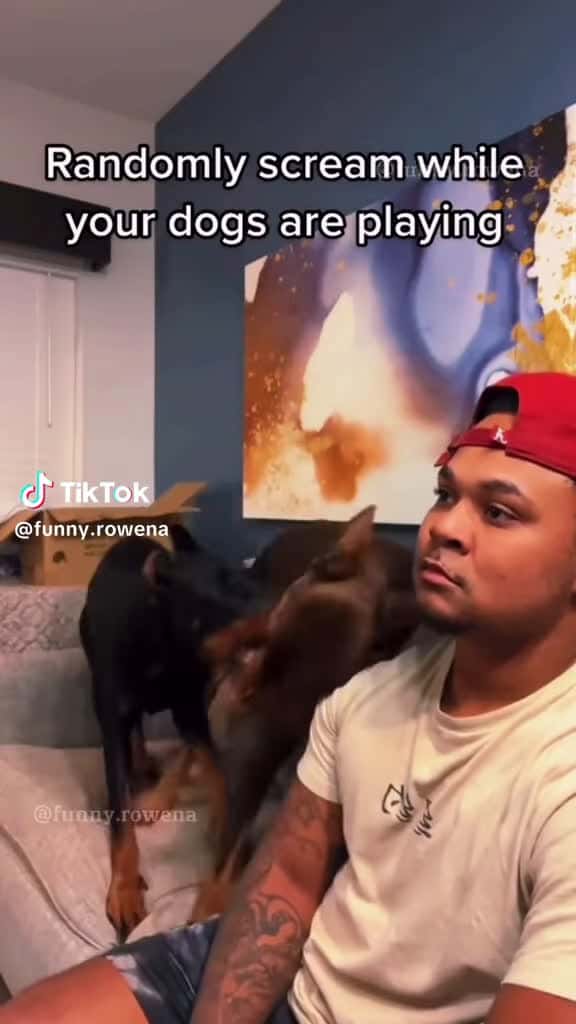 Cover for #animals #funnyvideos #funny #pet #dog #cat #laugh #cute #dogs #cats #fyp #foryou 3