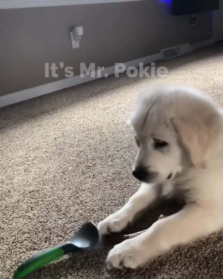 Cover for Dis thing steals my fur and pokes me FYI Charlie has always enjoyed playing with his brush I honestly have no clue why But when he did I always made sure he was careful and di
