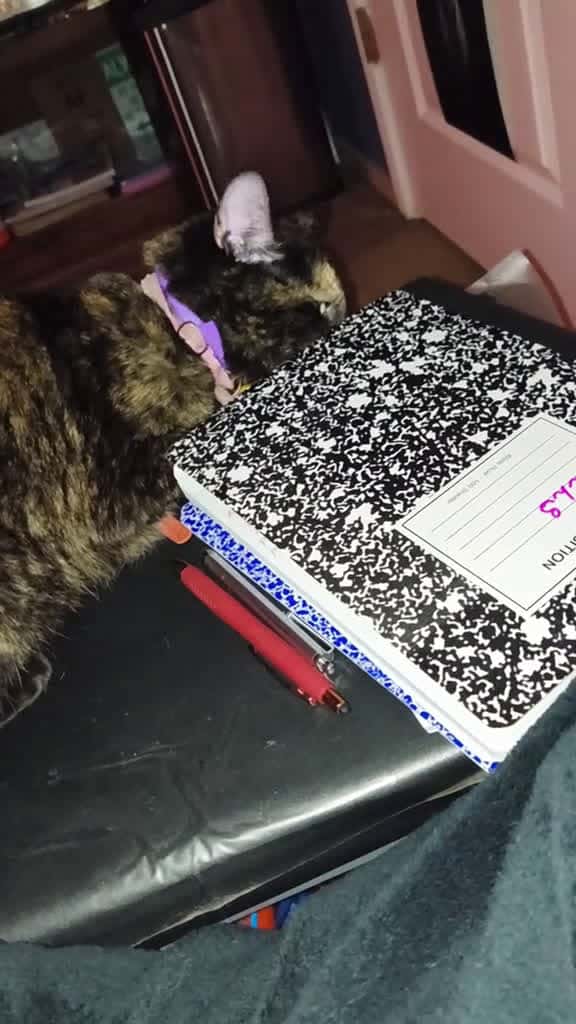 Cover for Oh lord, Polly b doing the most 😂🤣🤣#gottaloveher #myfurbaby #petsoftiktok #massfollowing🔥🔥  created by Lady T 💙 with Afroman’s Because I Got High