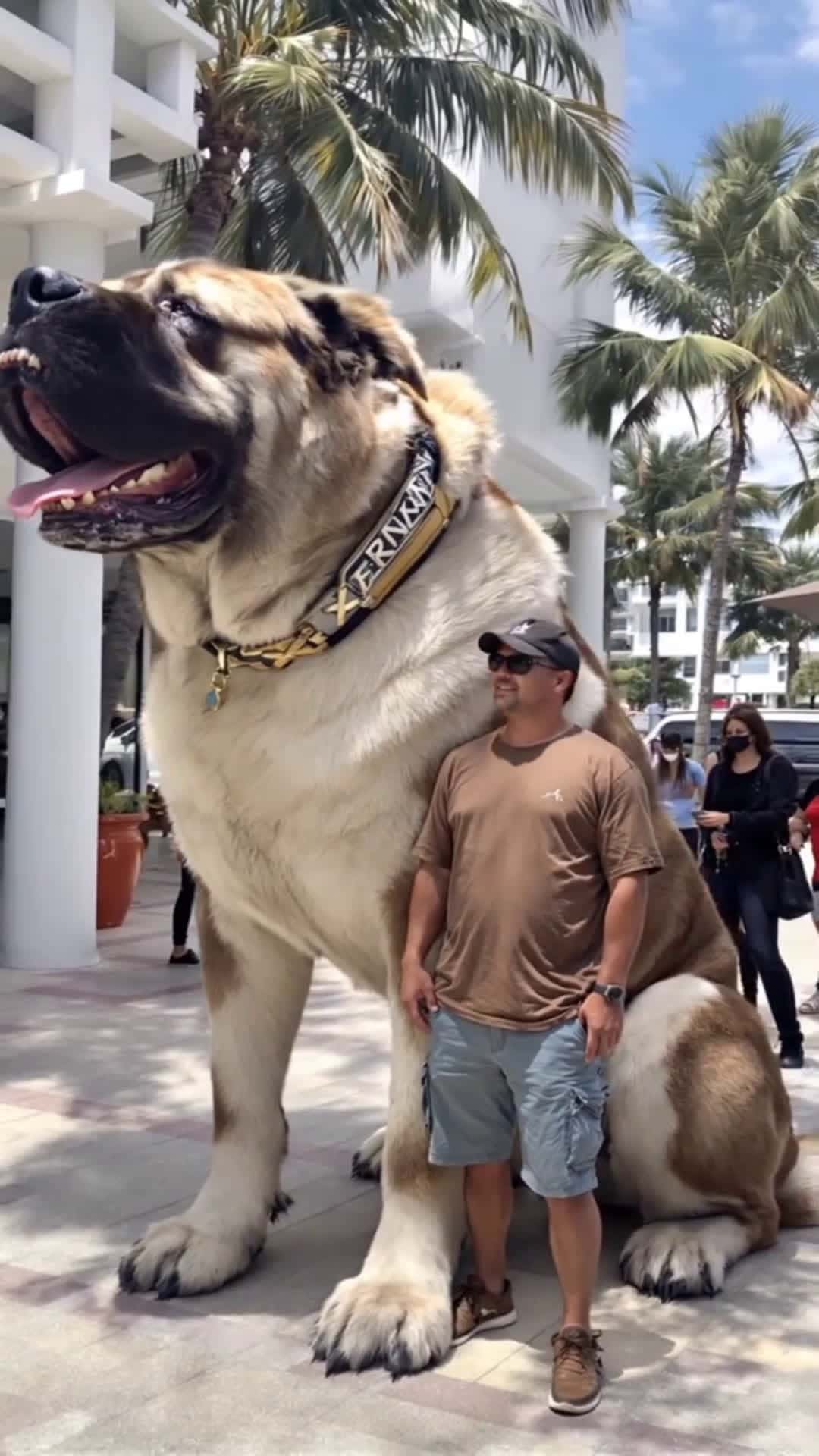 Cover for Big to big #lovelydog #cute #fyp #likes  