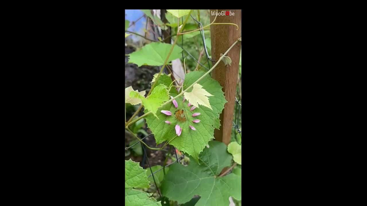 Cover for Garden surprise: Flower grows right through the middle of a leaf