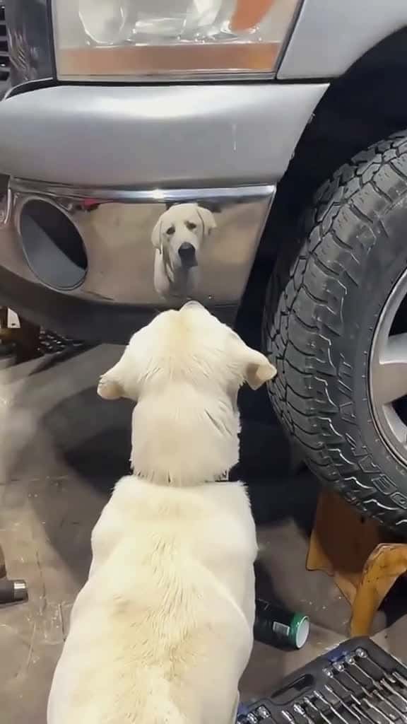 Cover for Try not to laugh 😂😂😂 #funny #animals #funnypets #dog #pet