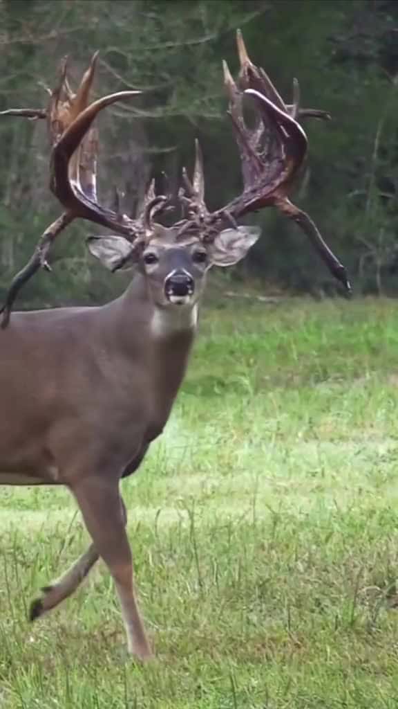 Cover for This buck can hardly hold his massive rack! 😮 #BigBuck #DeerHunting #Whitetail