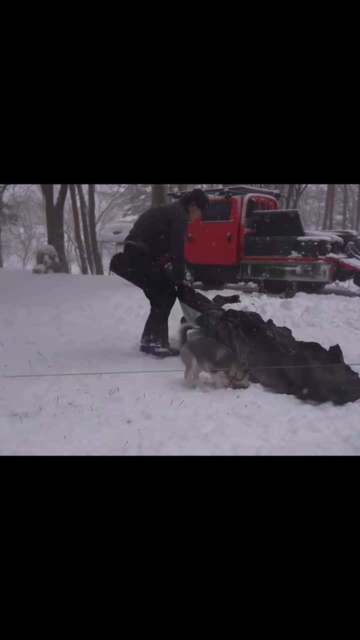 Cover for * HOT-TENT SNOW CAMPING with CUTE DOG in HEAVY SNOW#camp #bushcraft #forest #car #survivalskills #camping