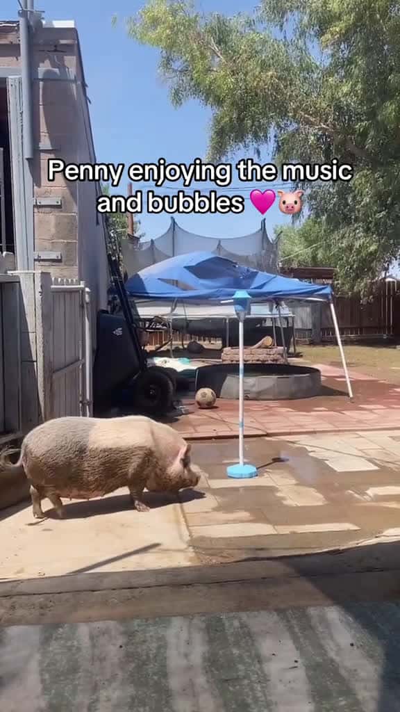 Cover for Penny actually loves to listen to music, look at her tail go! created by Penny Pig ❤️🐷 with Penny Pig ❤️🐷’s original sound