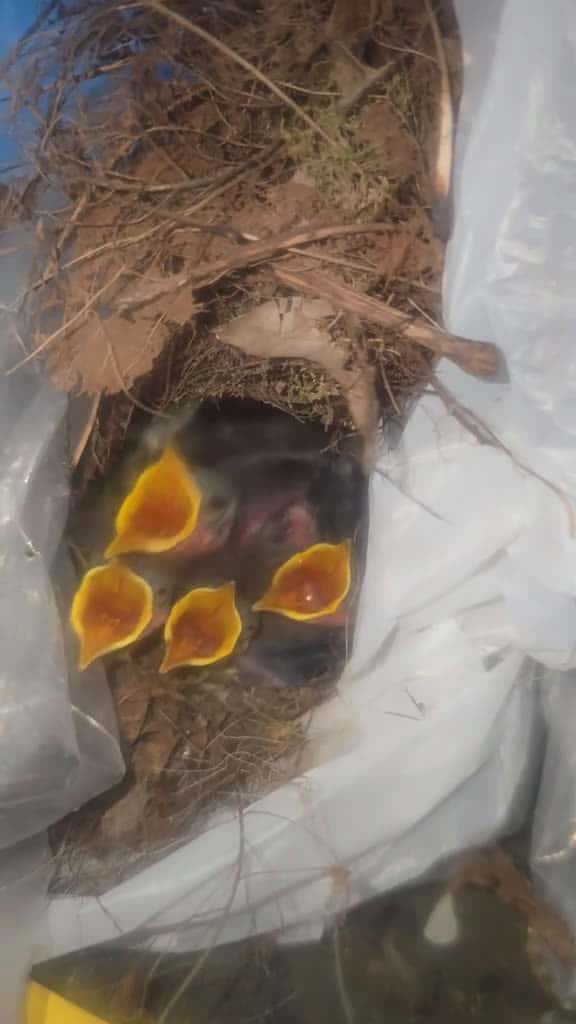 Cover for we got babies. there so cute.#babyanimals #cute  created by Heavenandcarlosstout with Heavenandcarlosstout’s original sound
