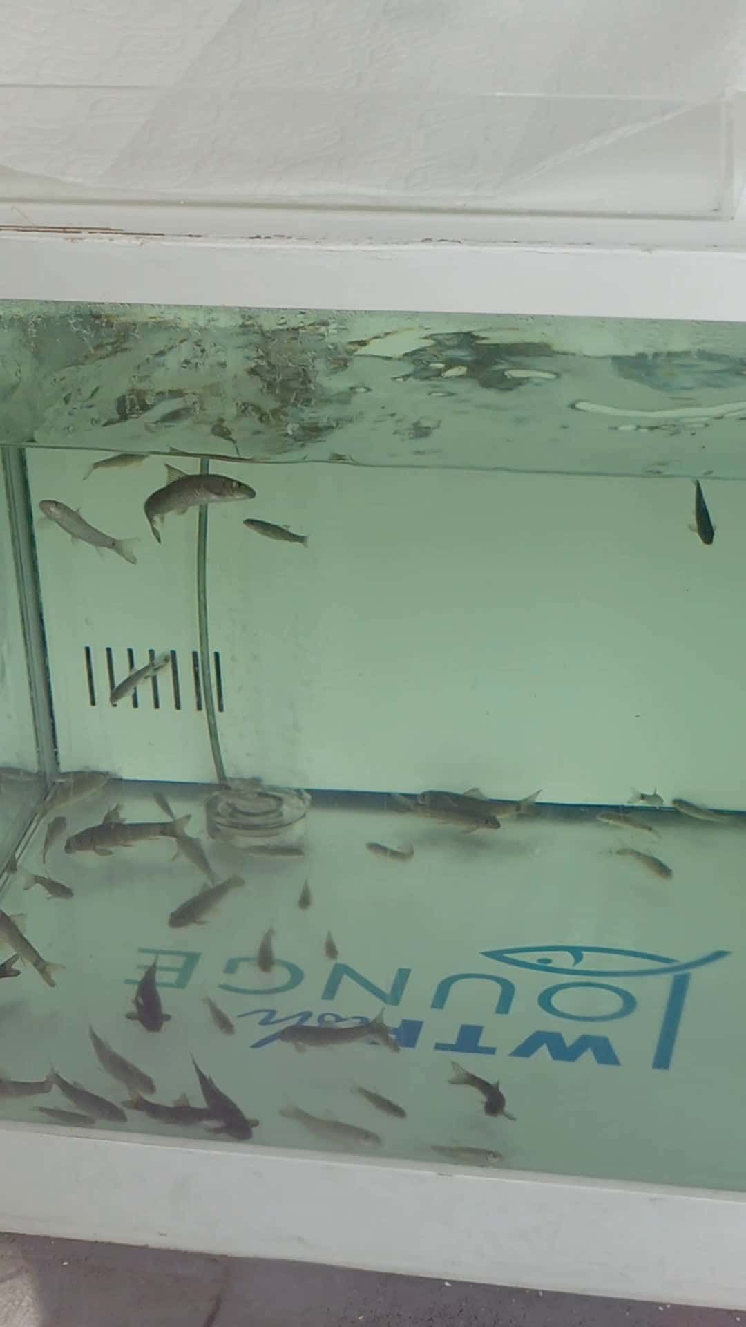 Cover for WTFish Pedicures in Key West #fish   #spatreatment   #uniquetravelexplore 