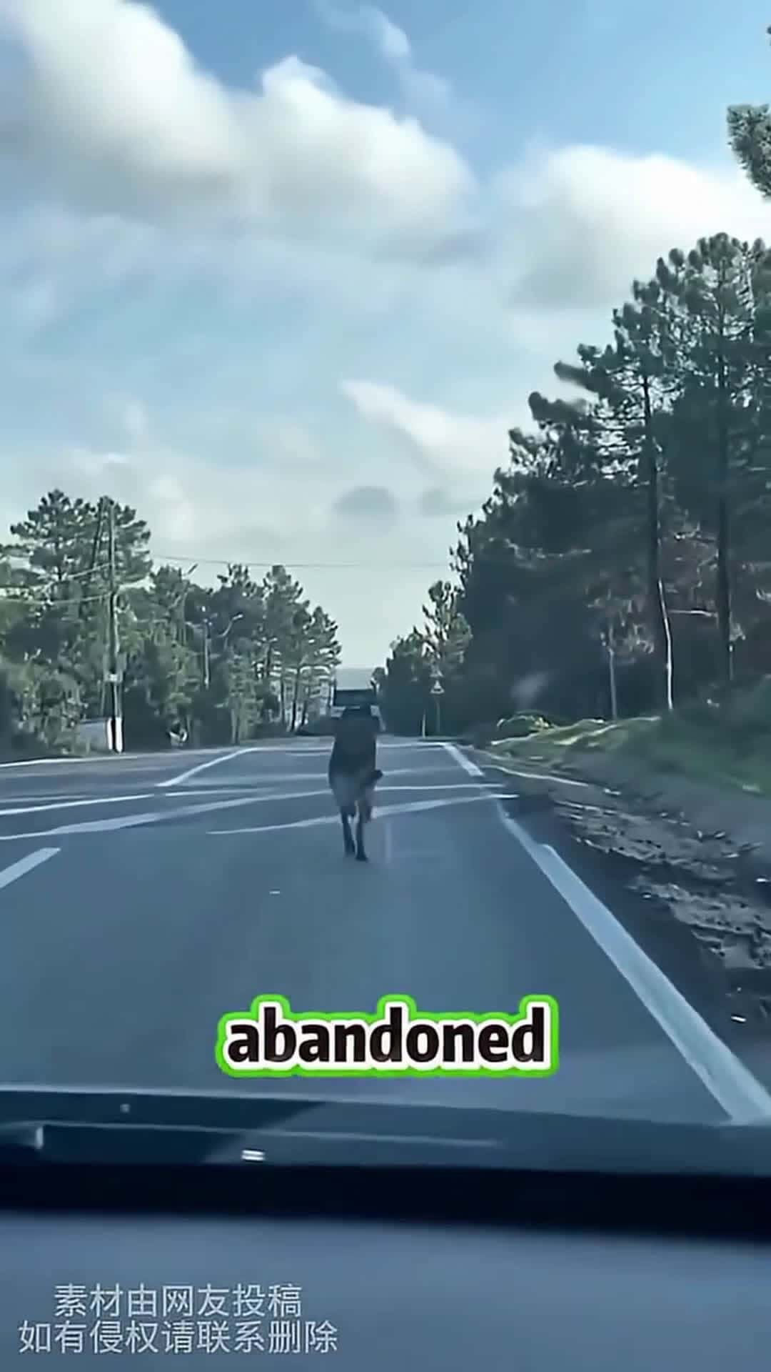 Cover for The Day a Stranger Saved a Dog’s Life ❤️ #scoopzanimalvideo 