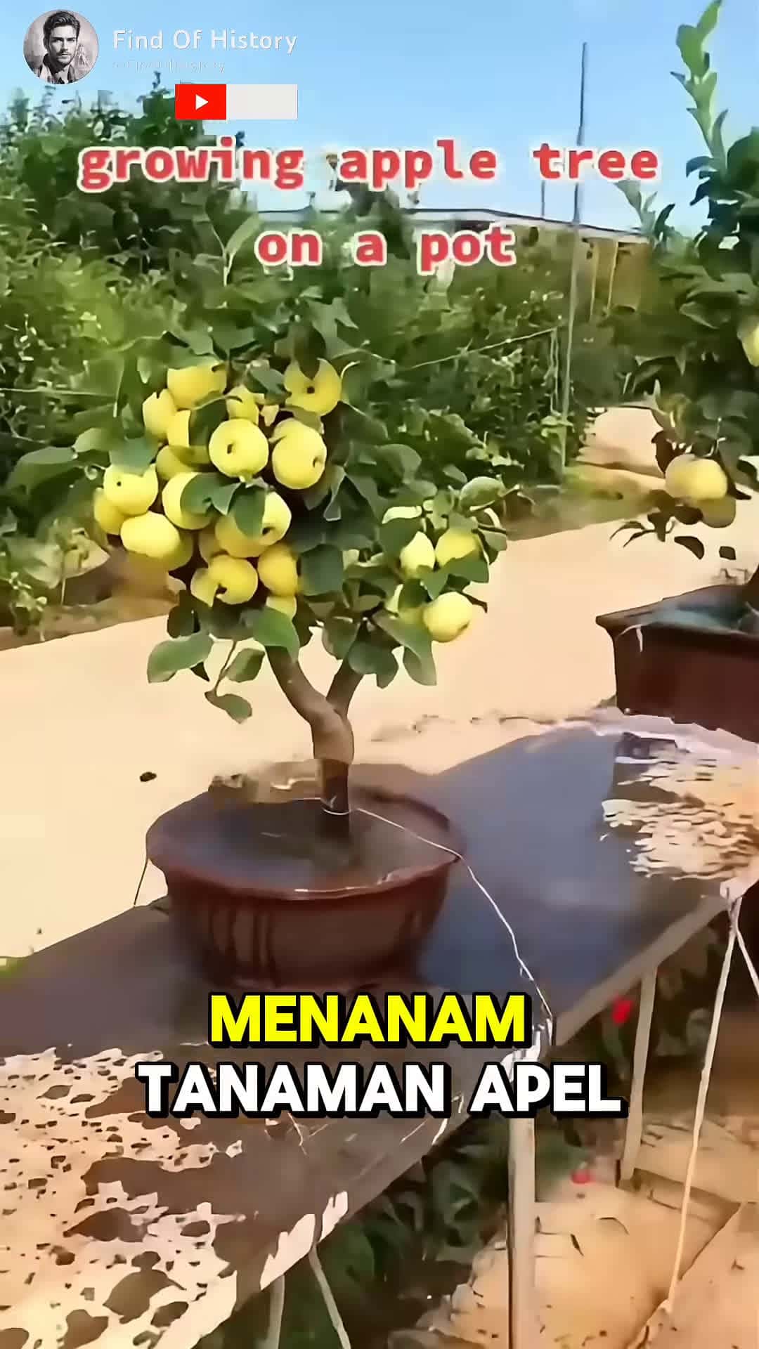 Cover for Unbelievable How to Grow an Apple Tree at Home Easily Part 01 shorts short unique