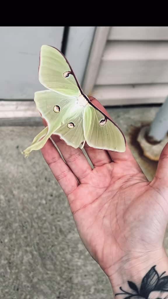 Cover for Witness the magical transformation from caterpillar to Luna Moth! 🐛✨ #LunaMoth #MothMagic #NatureJourney