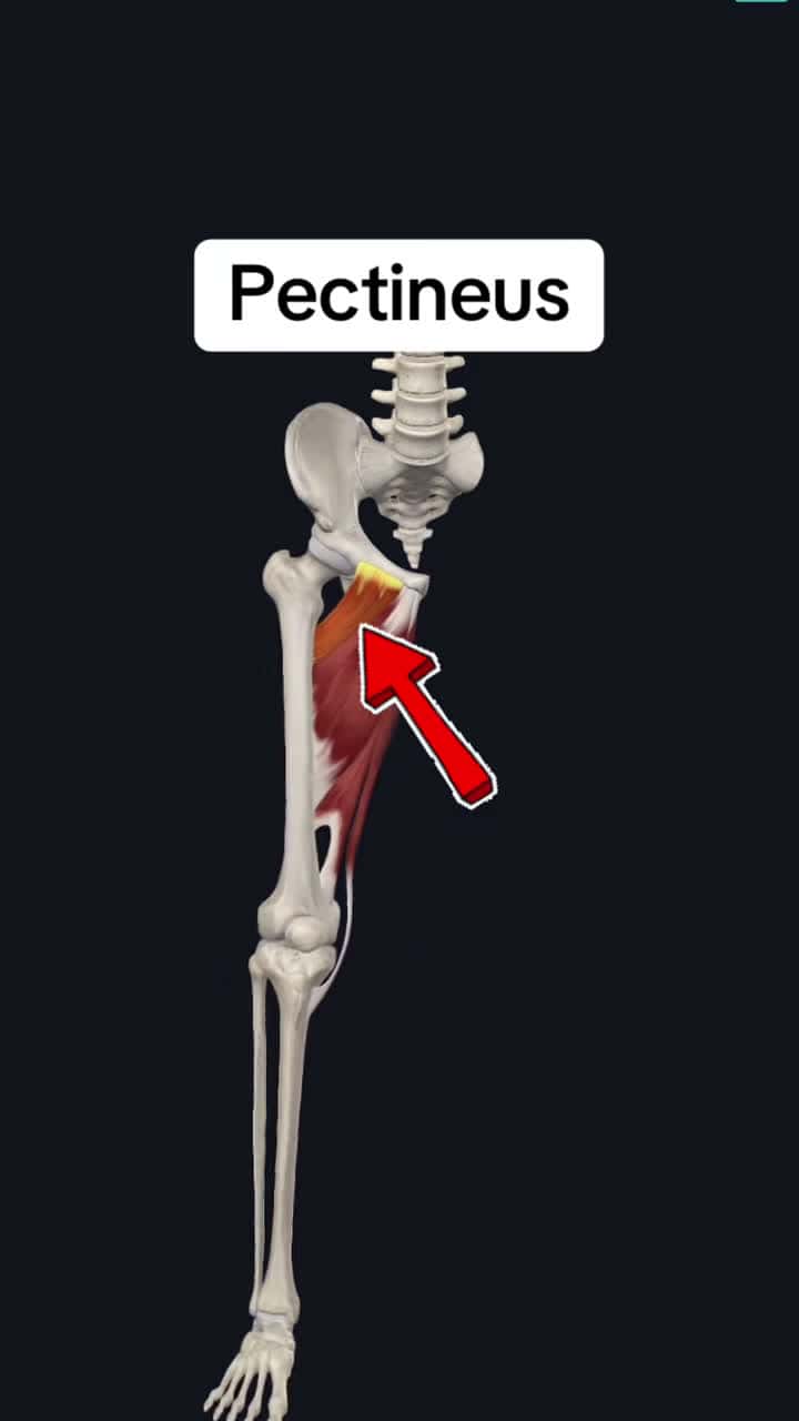 Cover for Follow for more!! #medical #medicalstudent #anatomyclass #anatomyandphysiology #anatomylesson #physicaltherapy #physicaltherapist #medicine #fyp #trending #medicaltiktok #healthcare #studyhacks #muscle #exercises