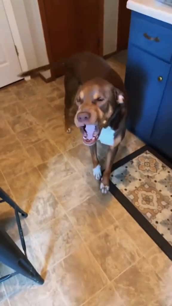 Cover for He knew he was in trouble dog funny funnyanimals funnypets animals dogsofttiktok pet foryo 03102 #trending