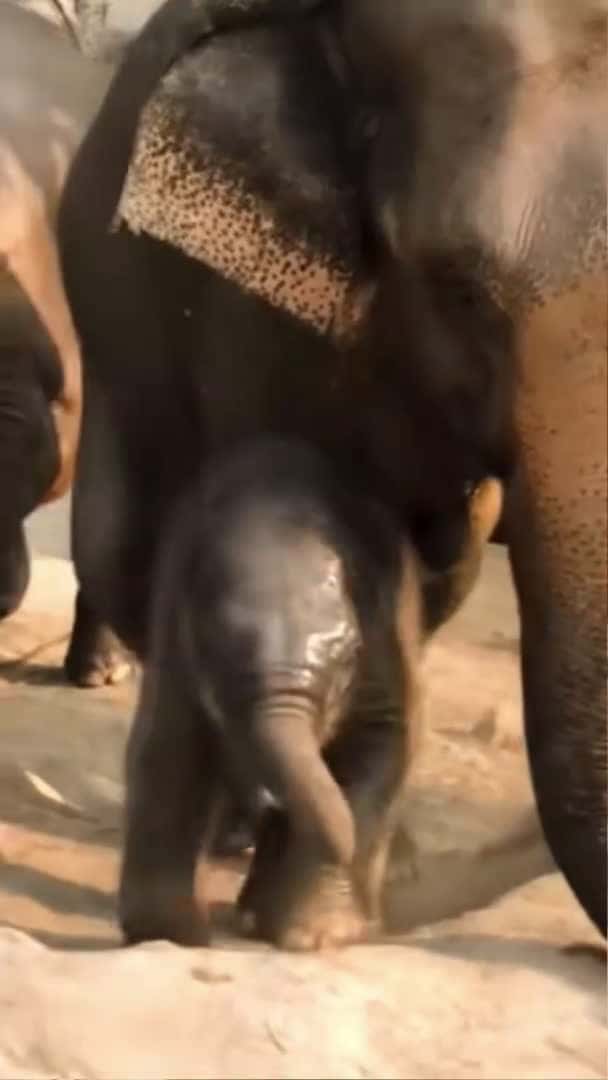 Cover for This cute baby elephant is climbing up the bank with her mom 😍 #babyelephant #elephant #shorts_099 (2)