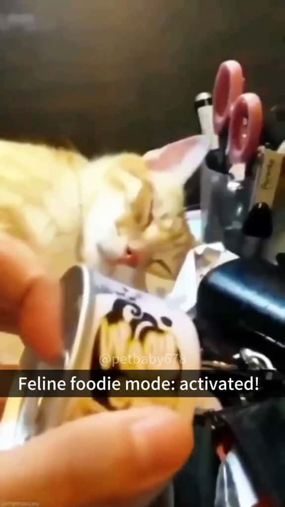 Cover for Cat summoning cat foryou catlover fyp funny fyp kitty kitten 61579 #trending