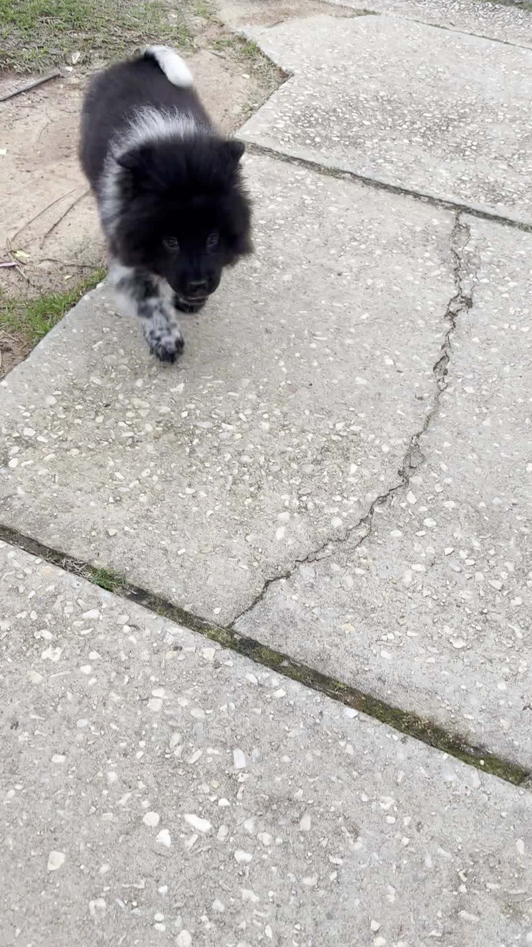 Cover for Just a fuzz ball ❤️🐾puppylove cuteanimals chowchow