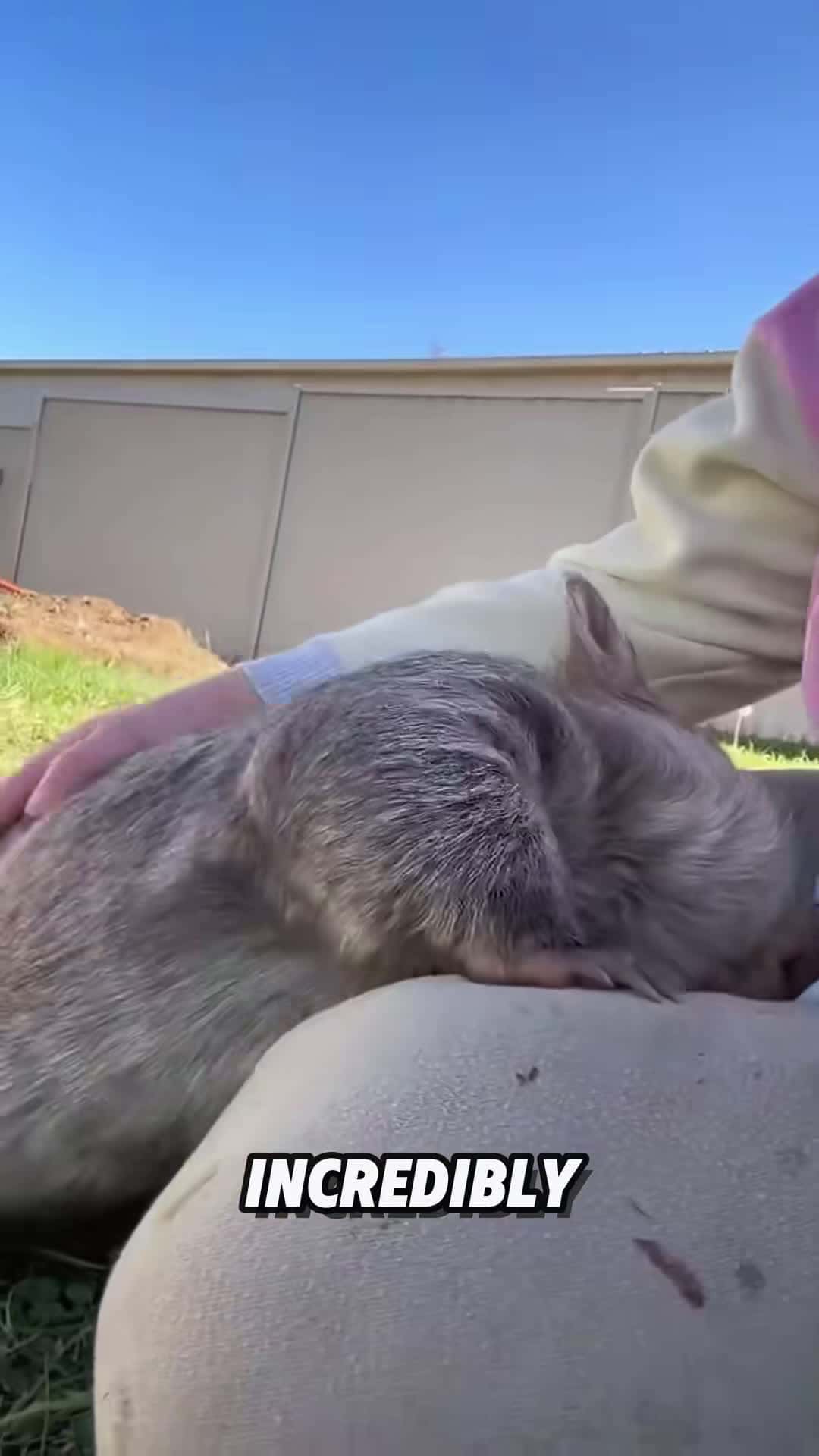 Cover for “Australian Wombat.” #fyp #foryou #cute #animals #viral