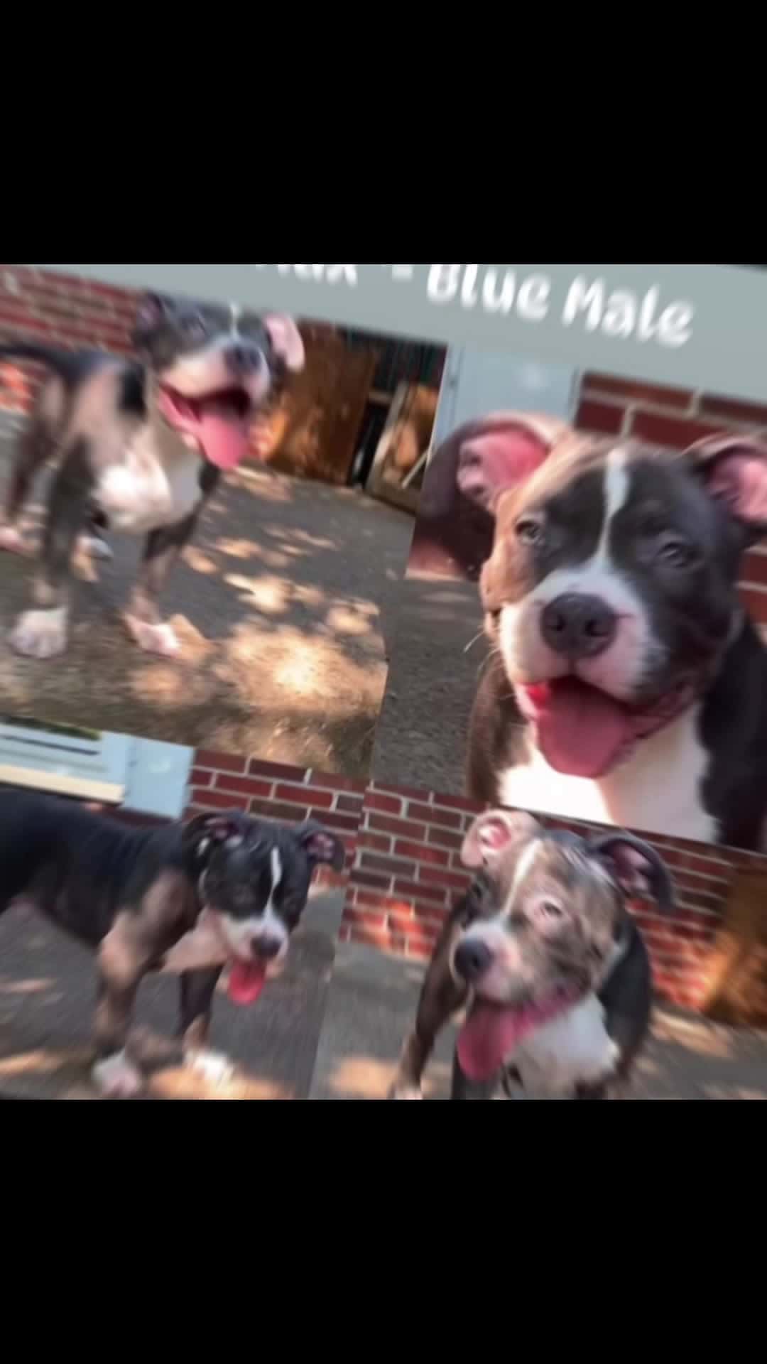 Cover for Max is waiting on you.🥰 
Let’s talk.🗣️ 500
ABKC
#Waiting #Talk #Registered #americanbully #male
