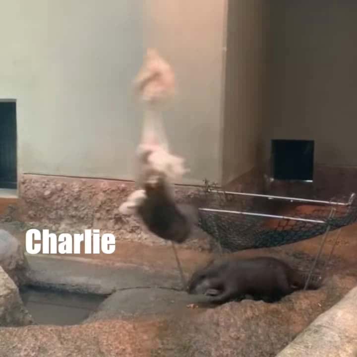 Cover for This otter is all tied up #otter #fyp #centrifugalmotion #animalsdoingthings #animalvoiceover #faithhill #funny