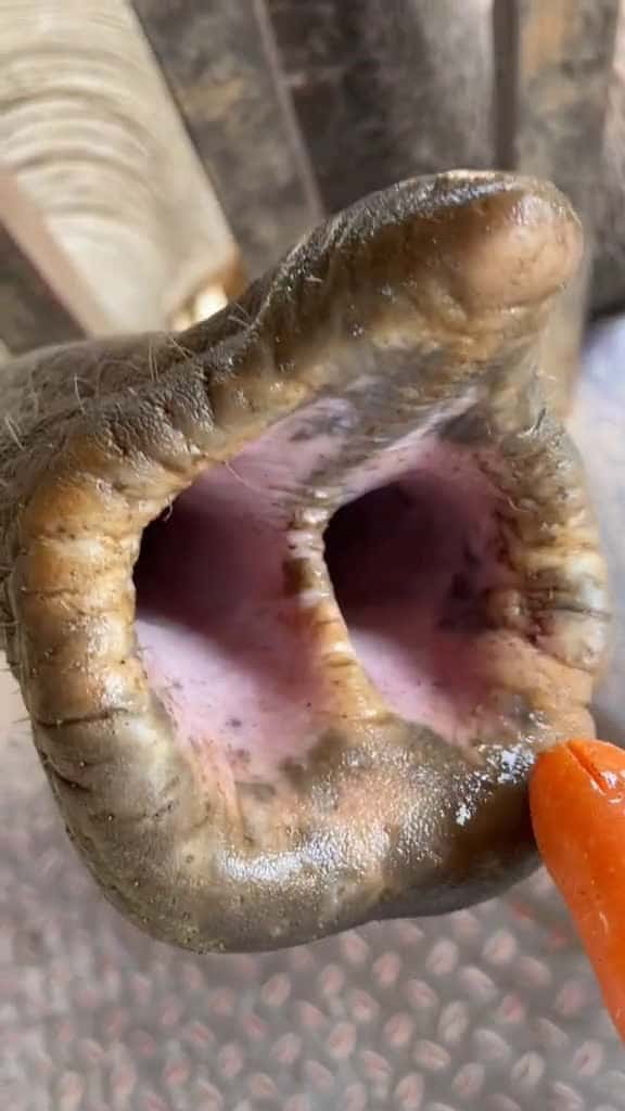 Cover for Can you tell an African elephant from an Asian elephant by looking at the nose🤔 #tiktok #foryou #animals #pets #elephant #cute #eat #zoo #fyp