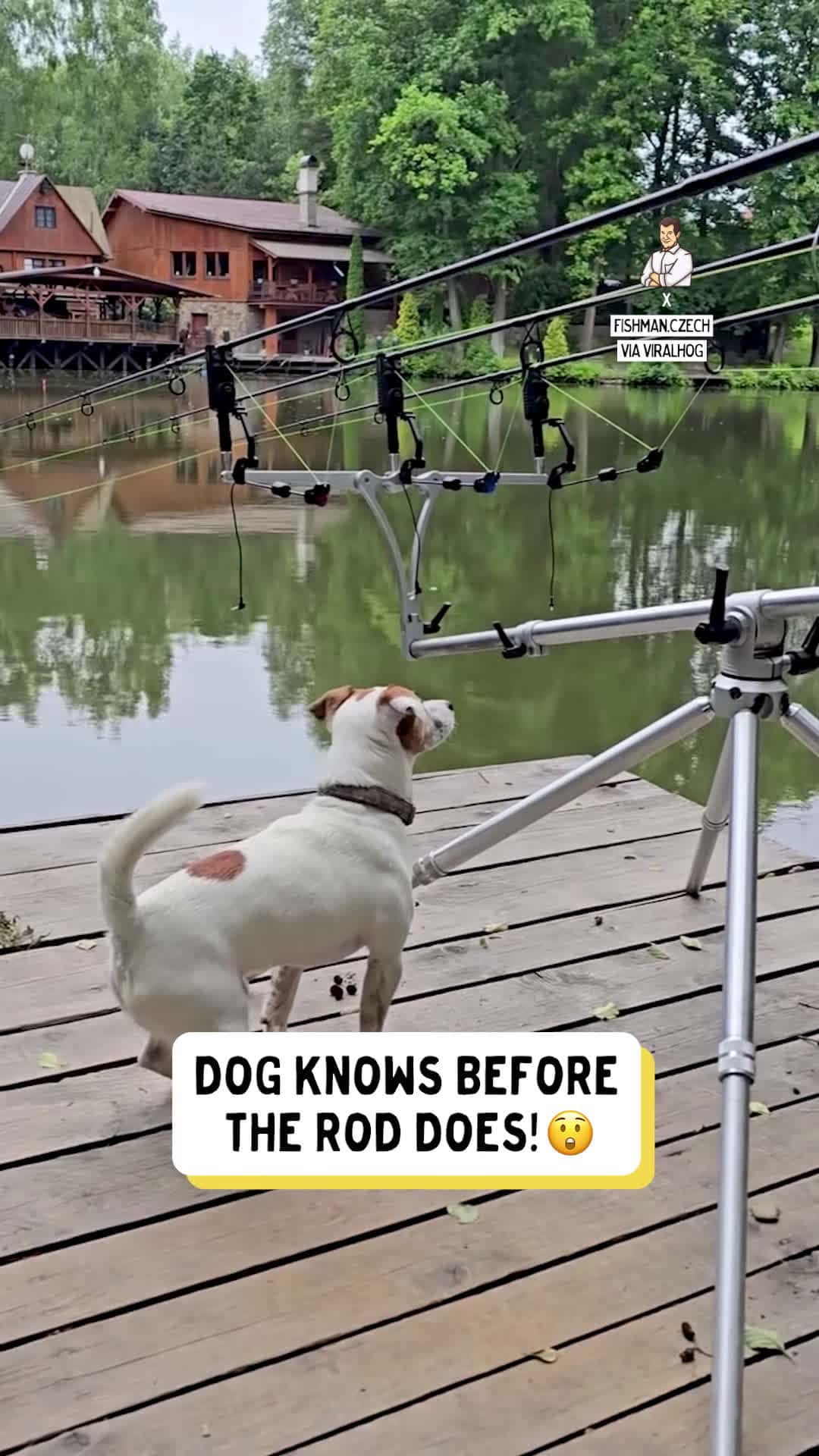 Cover for #TooFunnyToScroll Fishing buddy with perfect instincts