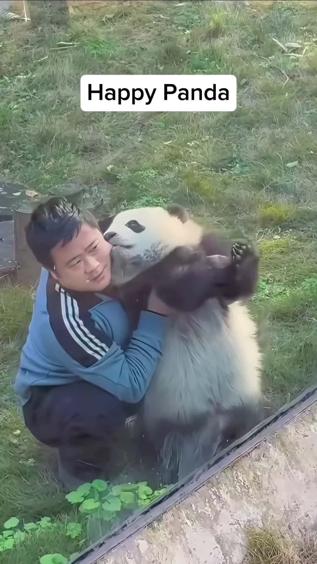 Cover for qtdfgg13happy pandas🥰🥰 #panda #pandasoftiktok #cuteanimals #fyp 