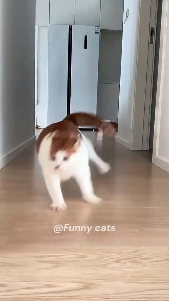 Cover for foryou fypage funny cats catsoftiktiok 50206 #shortvideos