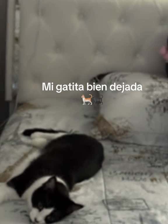 Cover for #migatitahermosa🐈❤️😻😺😸  created by marthaa with Fernandito santo’s sonido original