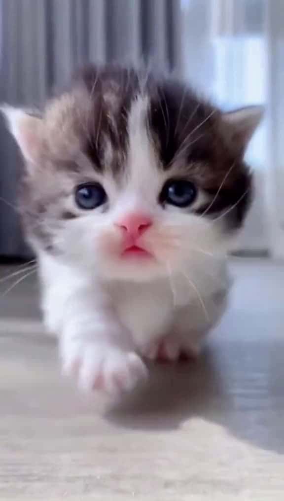 Cover for Wait for mepet cat kitten funny cute foryou 09381 #shortvideos