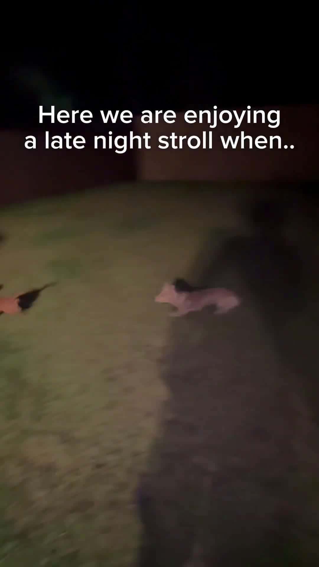 Cover for Dachshunds are running in the yard at night and team up to bark at the neighbor dog