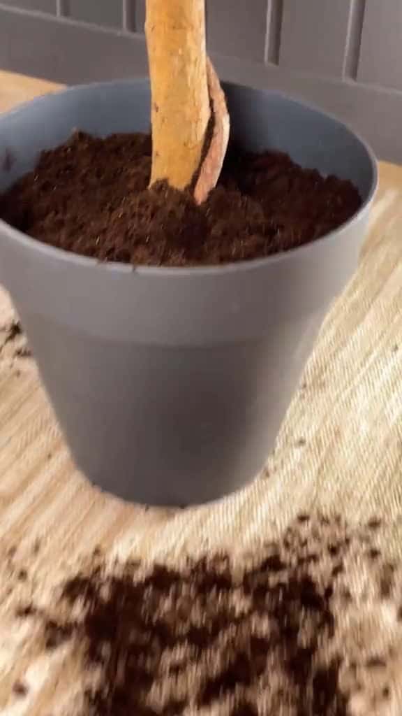 Cover for Plant hacks for the best care  plants 92586 #followMe