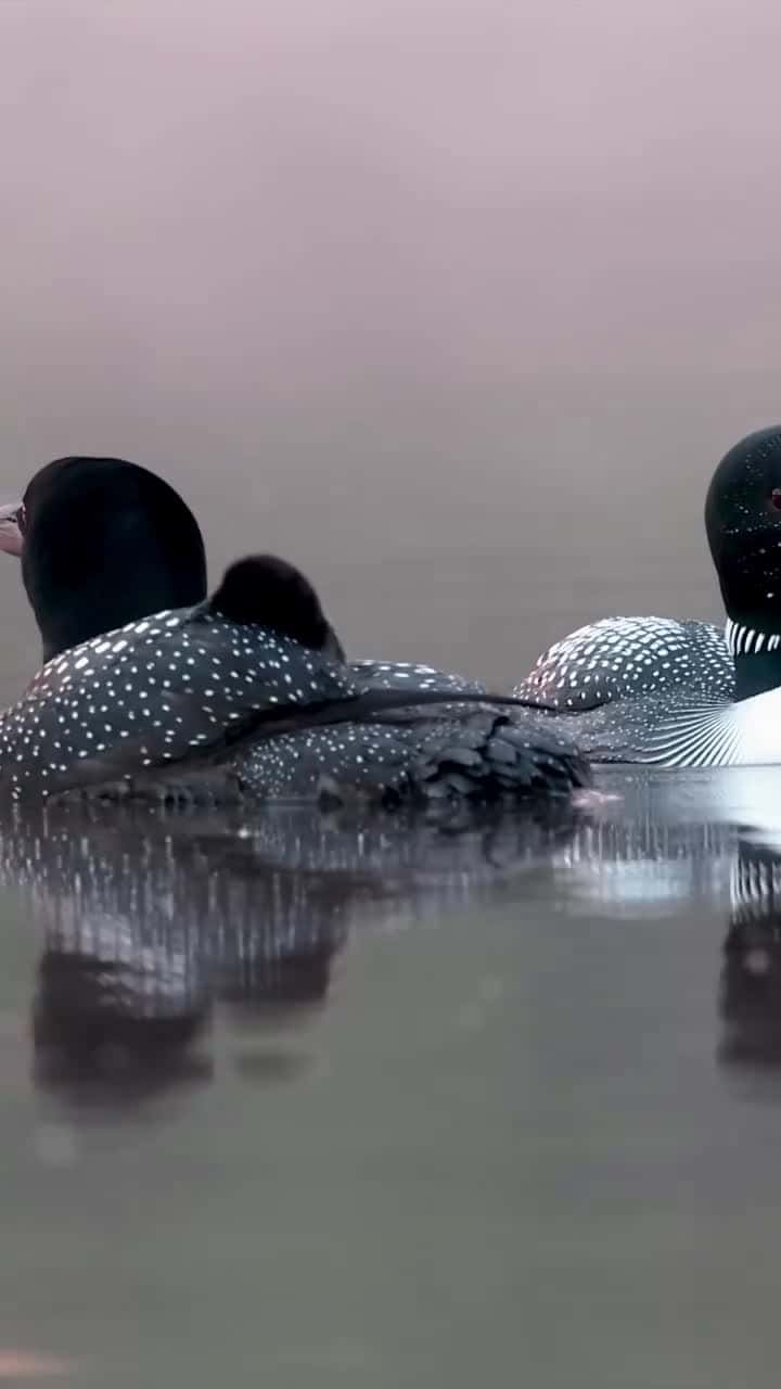 Cover for Common loon family in Maine_1