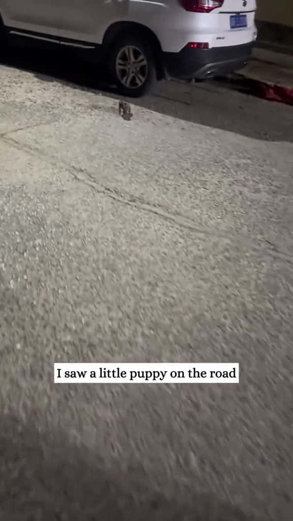 Cover for I saw a little puppy on the road and then rescue animal fyp puppy 05258 #america