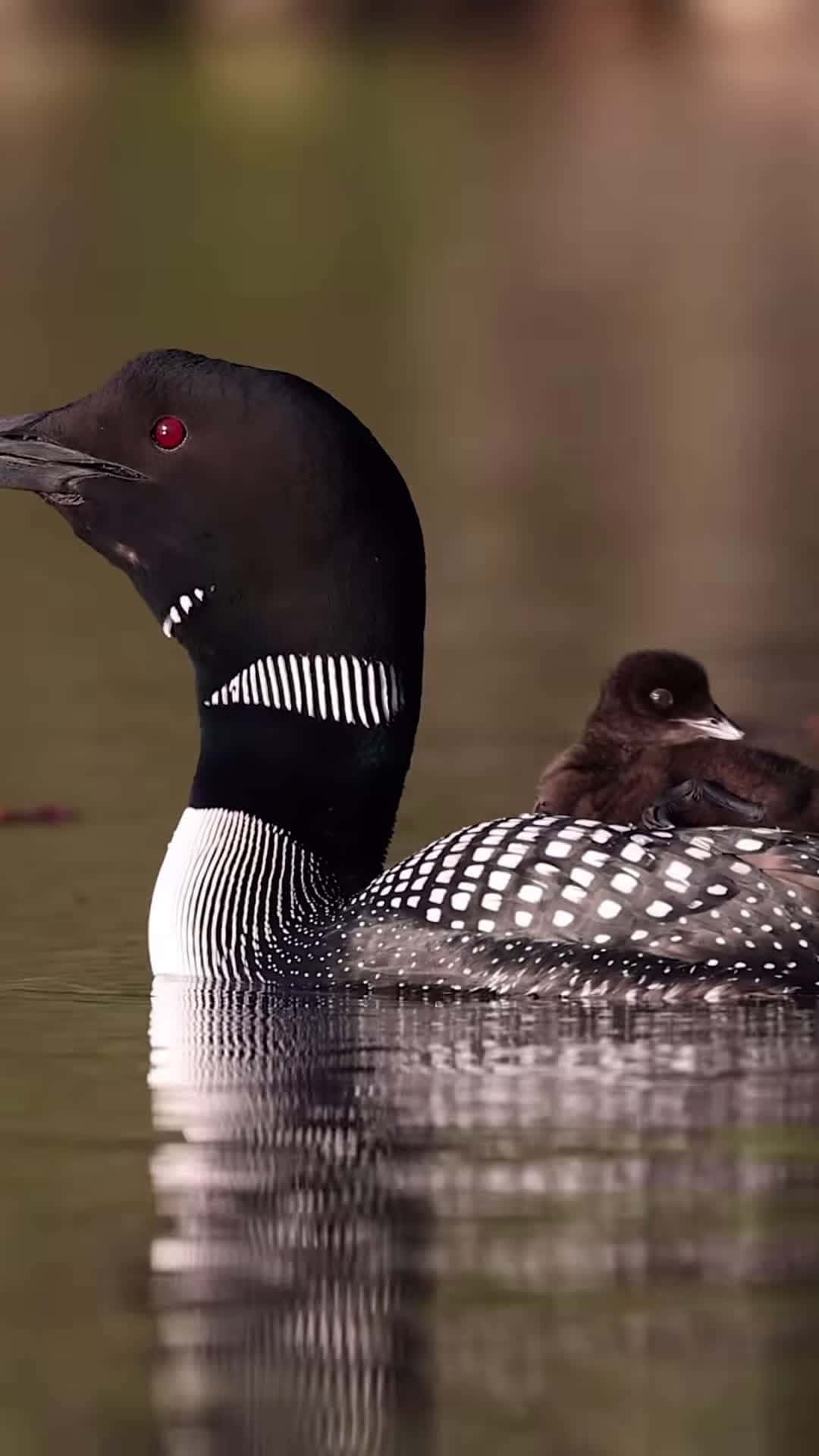 Cover for Common loons in Maine #loon #bird #wildlfiephotography #nature #animal #maine #travel
