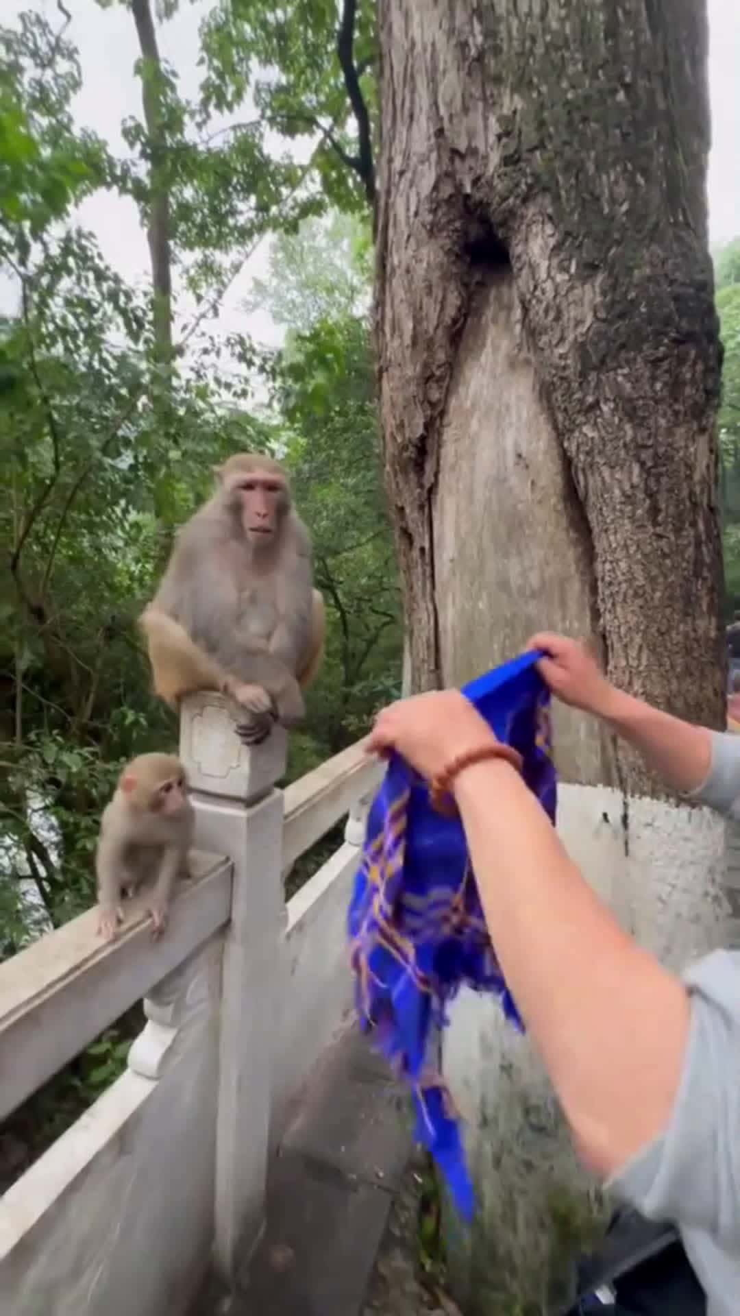 Cover for Lovely monkey 🐒❤️️ #lovelypet #funny #likes #foryou   