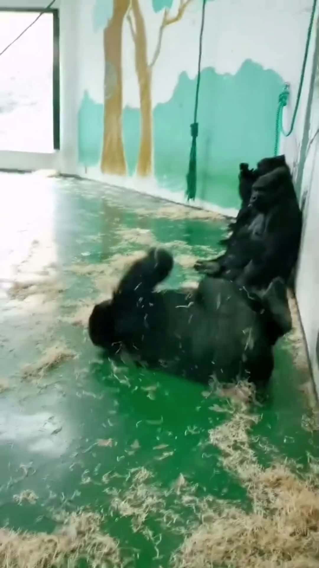 Cover for king Kong funny funny 😄😄#funny #funnyvideos 