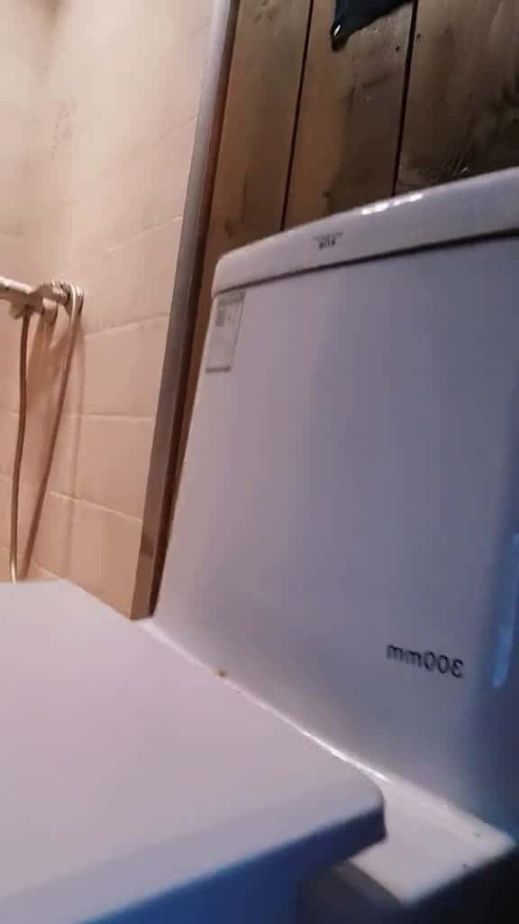 Cover for Uh... Is this your new nestcat cats cutepet cutecatcatsoftiktok catsvideo catlove 18218 #american