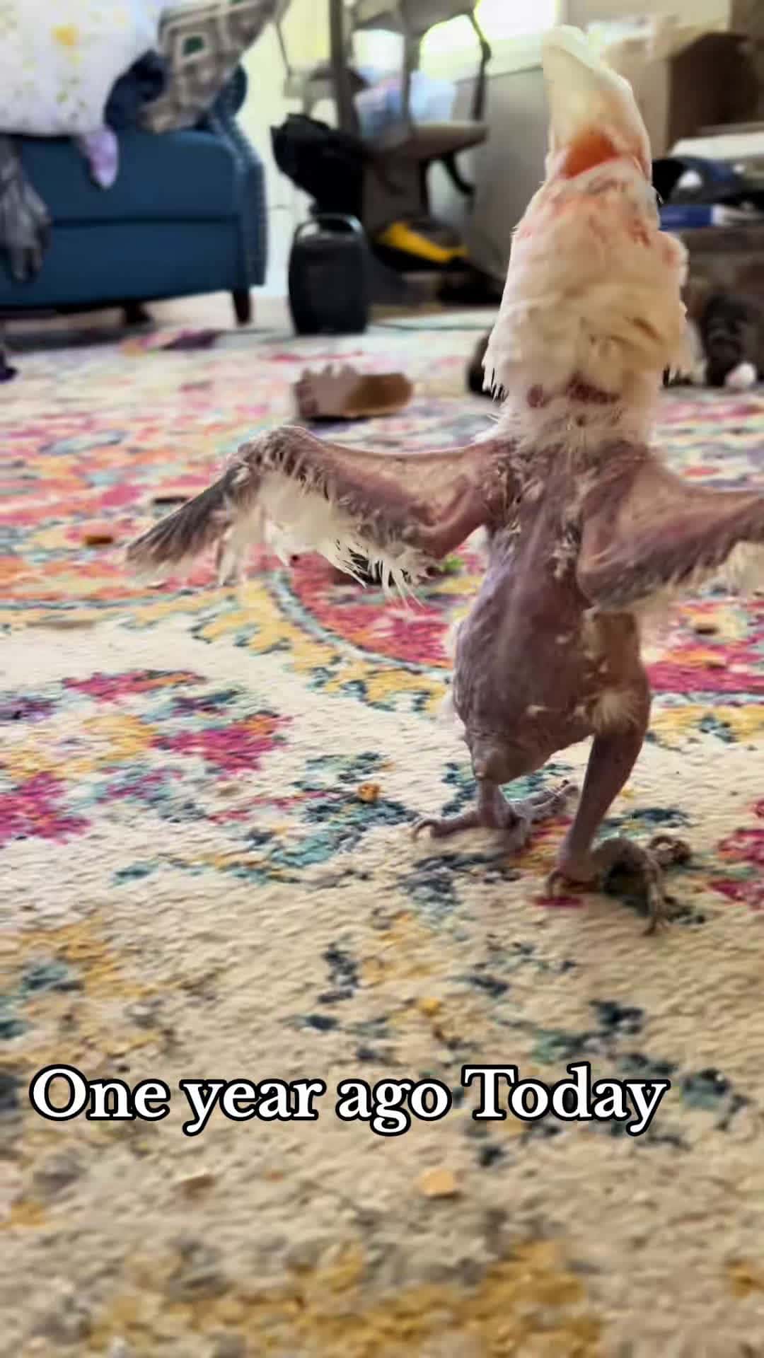 Cover for The healing has been mutual ❤️ #chickenthegoffintoo  **Chicken is a Goffin Cockatoo and a survivor of neglect and abuse. Before I adopted her, she spent a long life locked inside of a cage in a dark basement. The anxiety and depression associated with that caused her to pluck herself for many years. I don’t know the exact details of what happened to her in the past but I know it was bad and that she had at least 2 untreated breaks in her leg.  I can’t say for certain if she will get any feathers