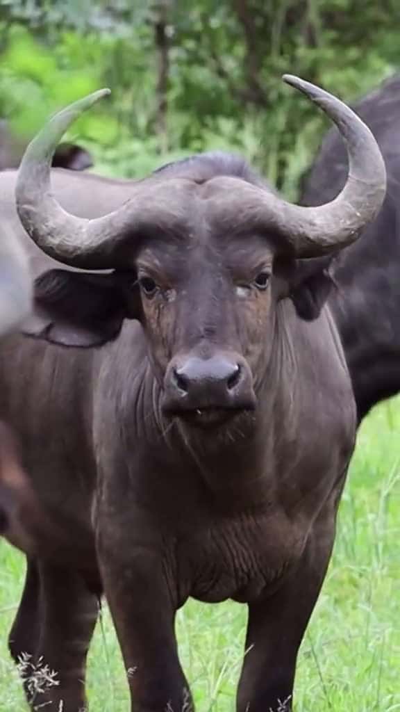 Cover for Wild buffalo  so beautiful. wildlife animals 14718 #trend