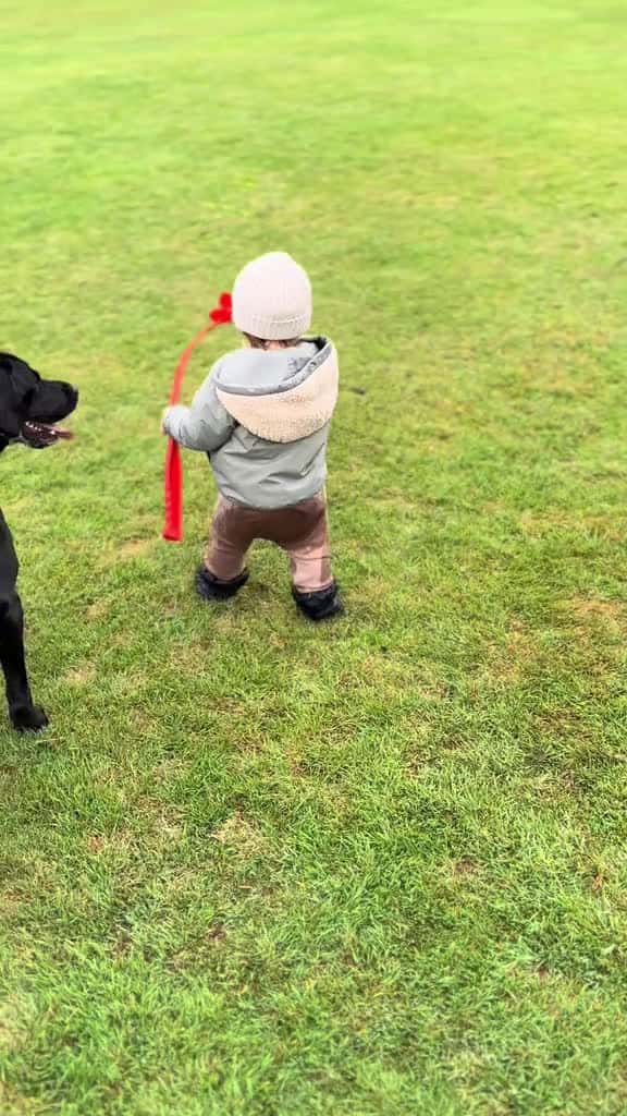 Cover for Trick shot 🤣 I don’t know who was more confused B or Wren 🎾🤣 #dogwalk #ballthrow #funny #fail #dogsandbabies #toddler #usa #pet #baby