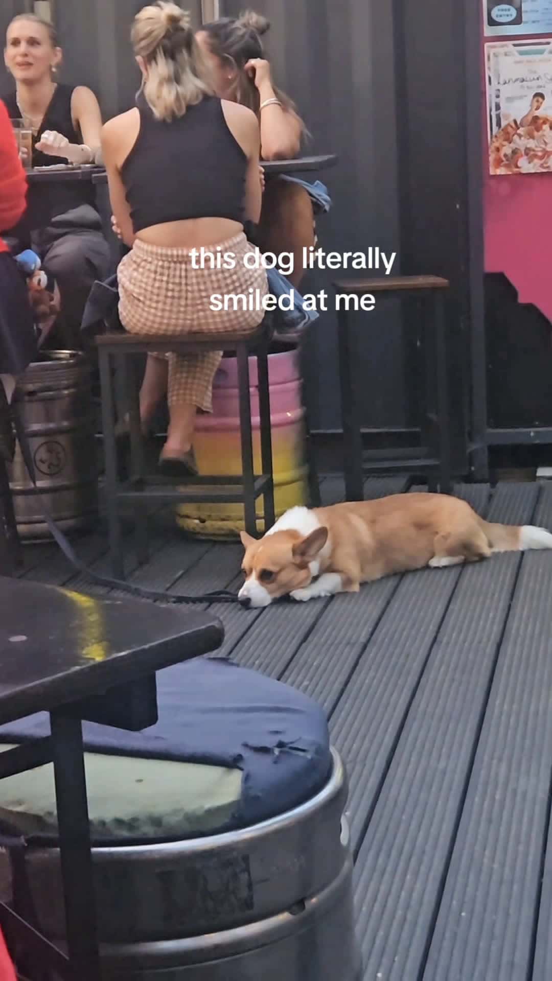 Cover for this dog literally smiled at me #fyp #dog #viral 