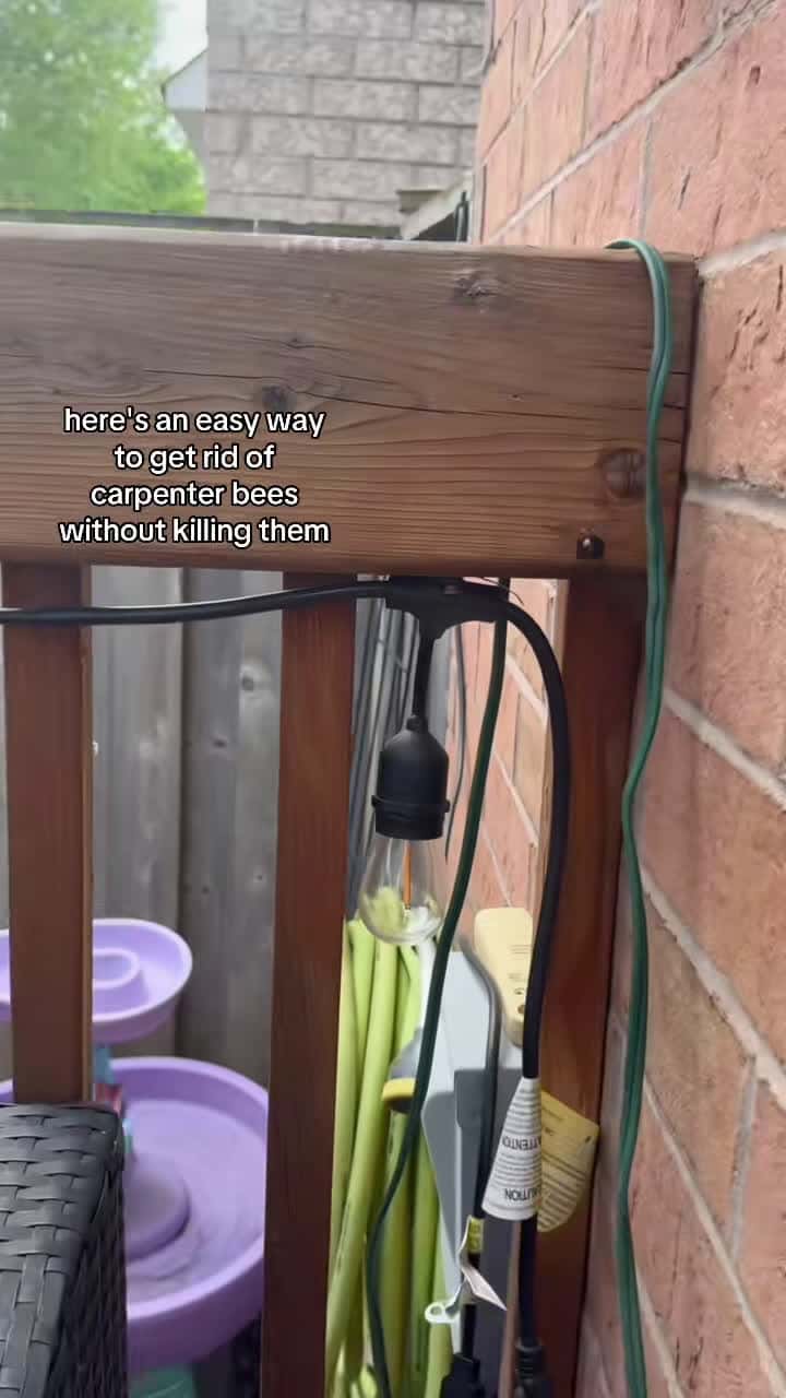 Cover for 🐝 Hack to get rid of carpenter bees without harming them! 😁 #diy #bees #homeimprovement