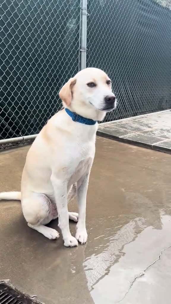 Cover for Funny labrador retriever funny funnyvideos dog lol 66958 #us