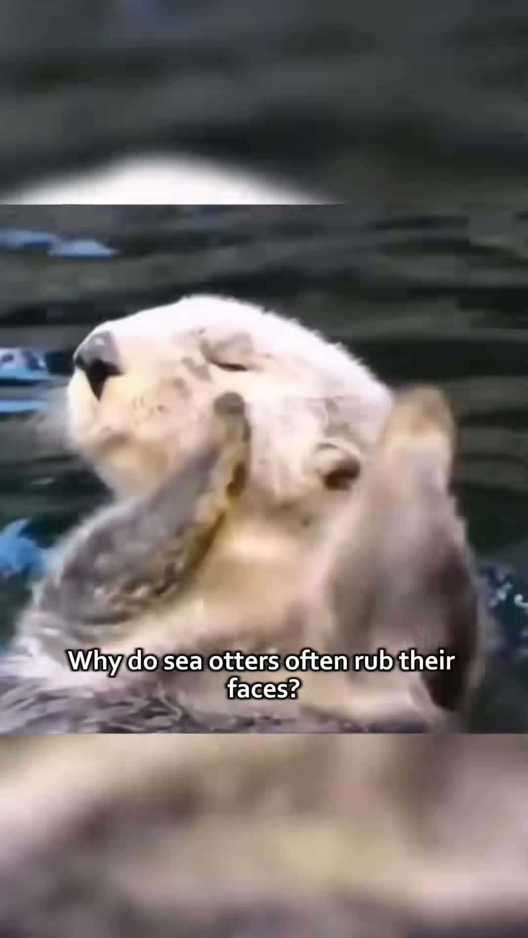 Cover for Sea otter rubbing face !!!#scoopz #fyp #nature #animals #documentary #ocean #sea #otter #lifedrama 
