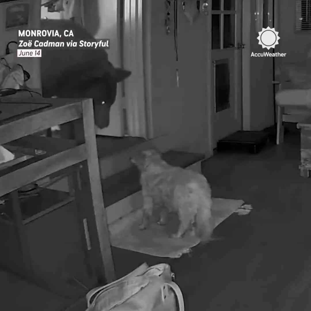 Cover for Epic showdown: Bear faces off with dog inside a California home! 🐻🐶 #WildEncounter #HomeSurveillance #BearVsDog