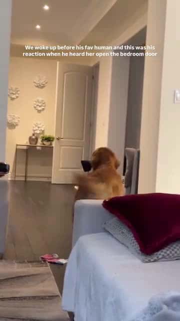 Cover for We woke up before his fav human and this was his reaction when he heard her open the bedroom door#UnpopularOpinion #CaughtOnCamera