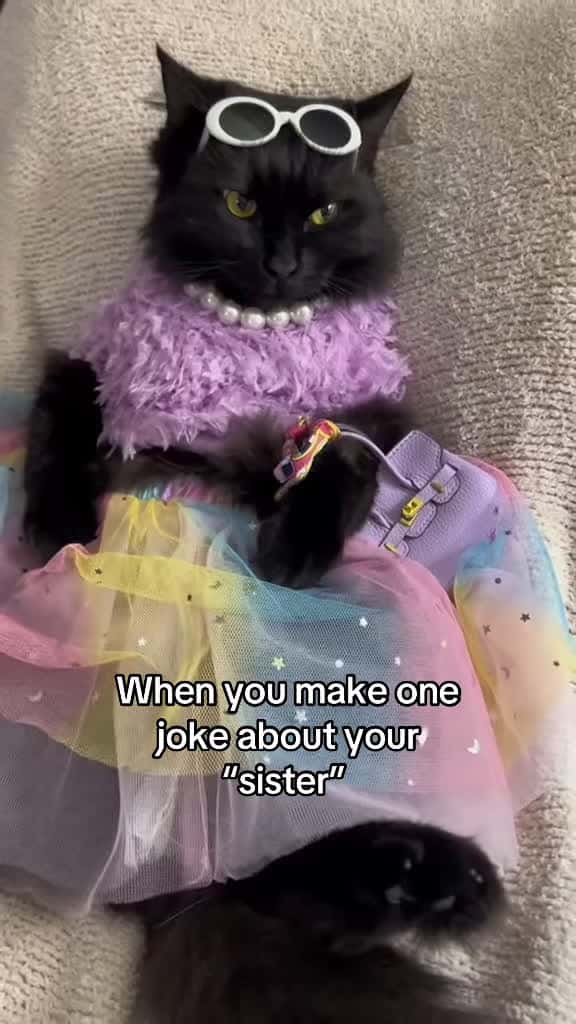 Cover for She always gets in her feelings and gets mad 😠 she can’t take a joke #itwasfunnytome #sister #fyp #catsoftiktok #thedivakats  created by Thedivakats with Randoms.2’s original sound