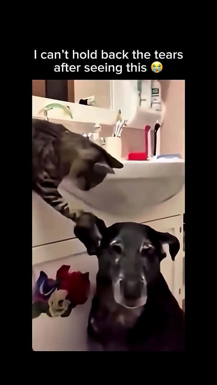 Cover for #cats #dogs #family #viral #scoopz