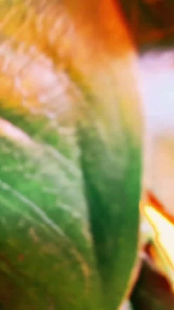 Cover for honeysharmony blackownedteacompany herbalteahealer ForzaHorizon5GO OneSliceChallenge foryo 41455 #shortvideosscoopz